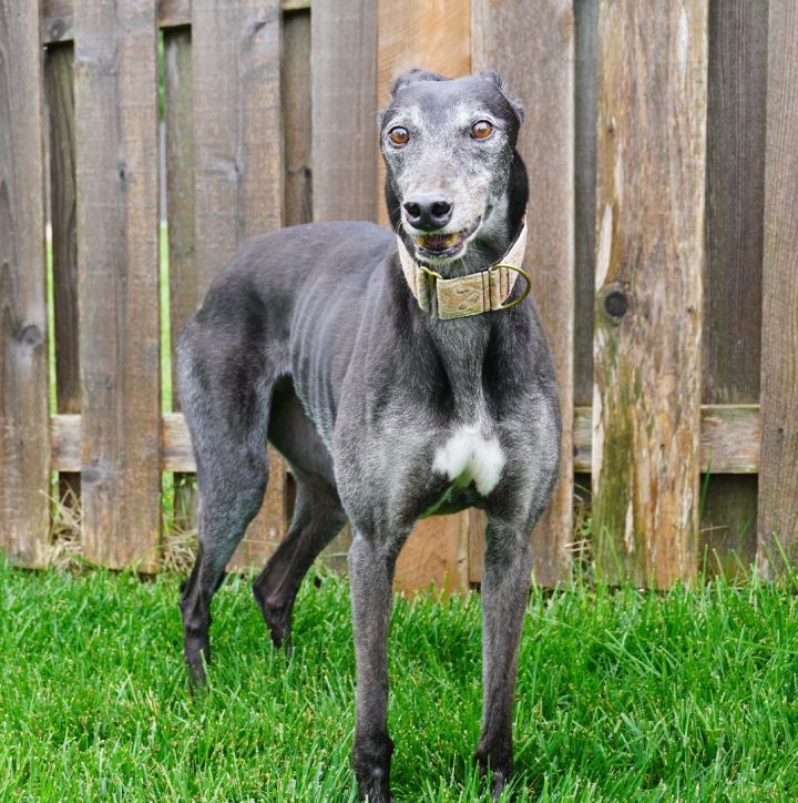 Issy (Jay Brother Issy) , an adoptable Greyhound in Bondurant, IA_image-5