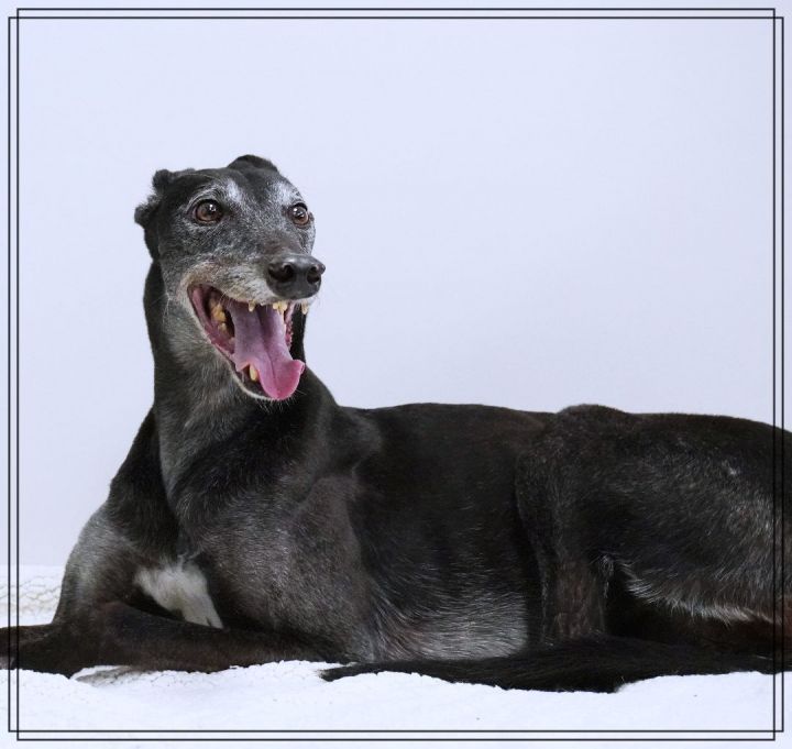 Issy (Jay Brother Issy) , an adoptable Greyhound in Bondurant, IA_image-6