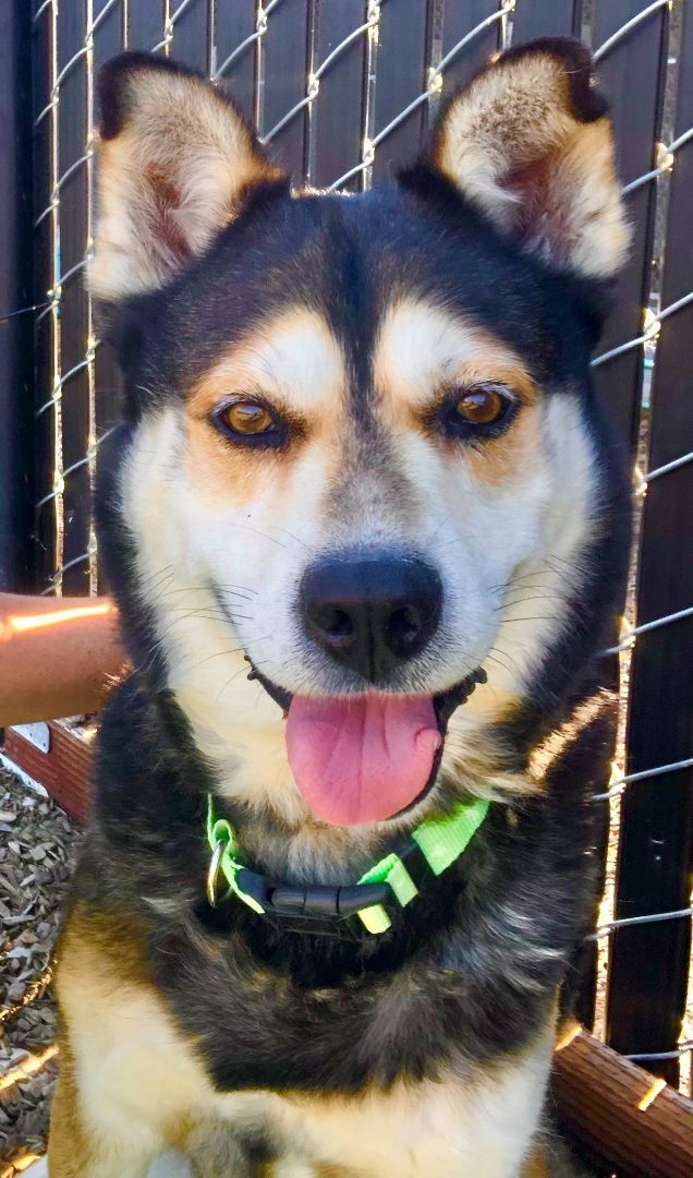 Whiskey #19768, an adoptable Husky in Napa, CA, 94559 | Photo Image 1