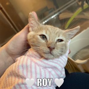 Roy (Bambi kittens)