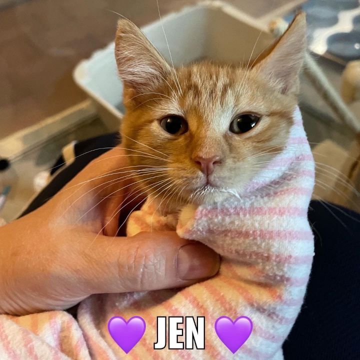 Jen (Bambi kittens) 1