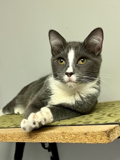 Richmond (Bambi kittens), an adoptable Domestic Short Hair in Warminster, PA_image-1