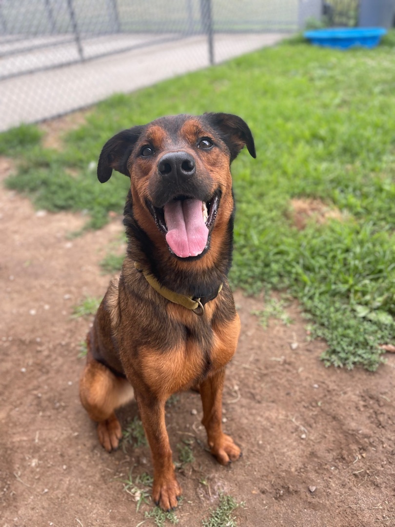 Hermione, an adoptable Shepherd in Valparaiso, IN, 46385 | Photo Image 3
