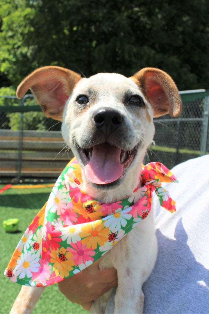 Minnie *HERE IN NH*, an adoptable Cattle Dog Mix in Northwood, NH_image-1