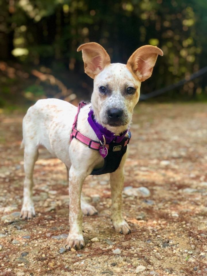 Minnie *HERE IN NH*, an adoptable Cattle Dog Mix in Northwood, NH_image-4