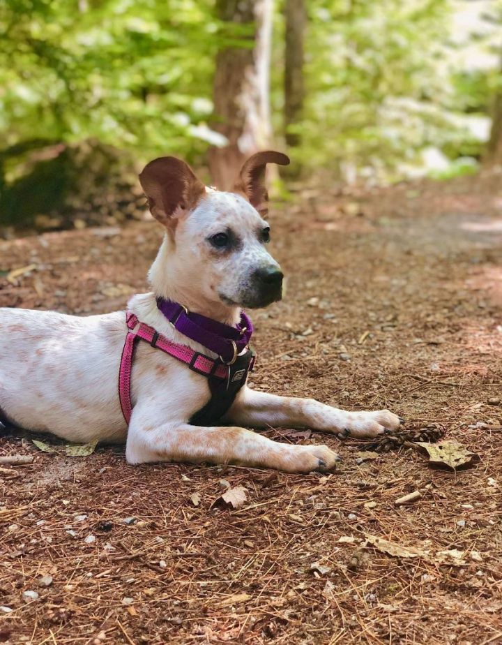 Minnie *HERE IN NH*, an adoptable Cattle Dog Mix in Northwood, NH_image-5