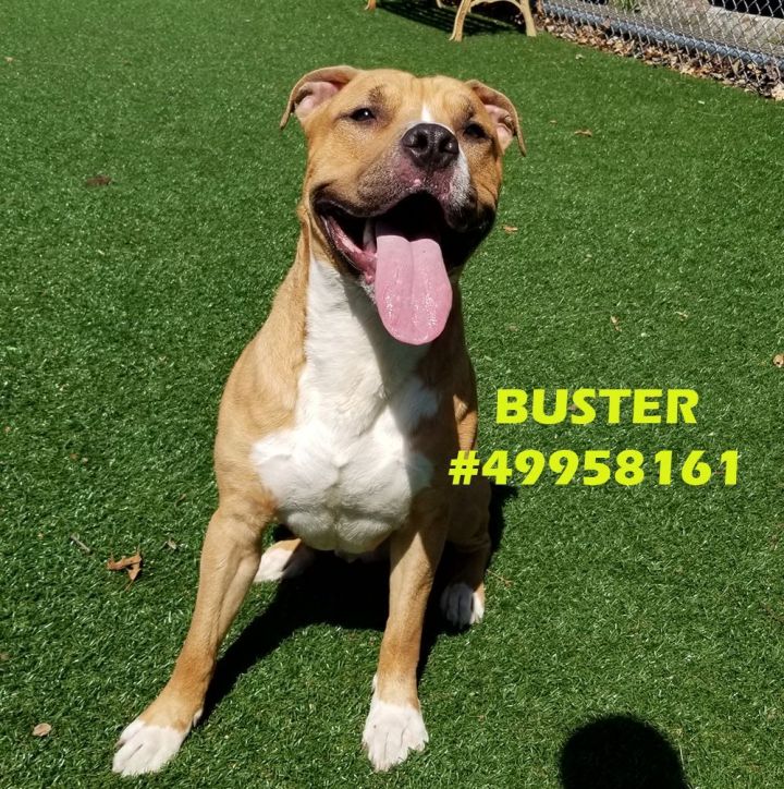 Buster  1