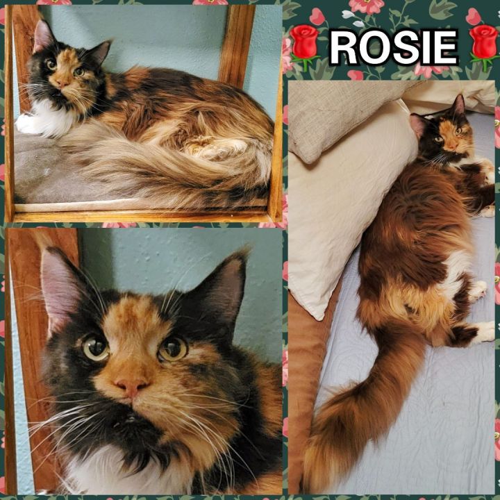 Rosie 3