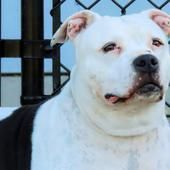 Clarabelle, an adoptable American Staffordshire Terrier Mix in Medford, NY_image-1