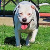 Clarabelle, an adoptable American Staffordshire Terrier Mix in Medford, NY_image-4