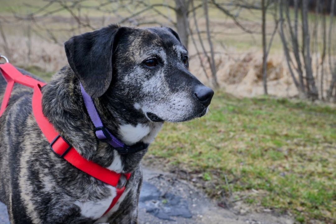 Jack, an adoptable Mixed Breed in Lapeer, MI, 48446 | Photo Image 2