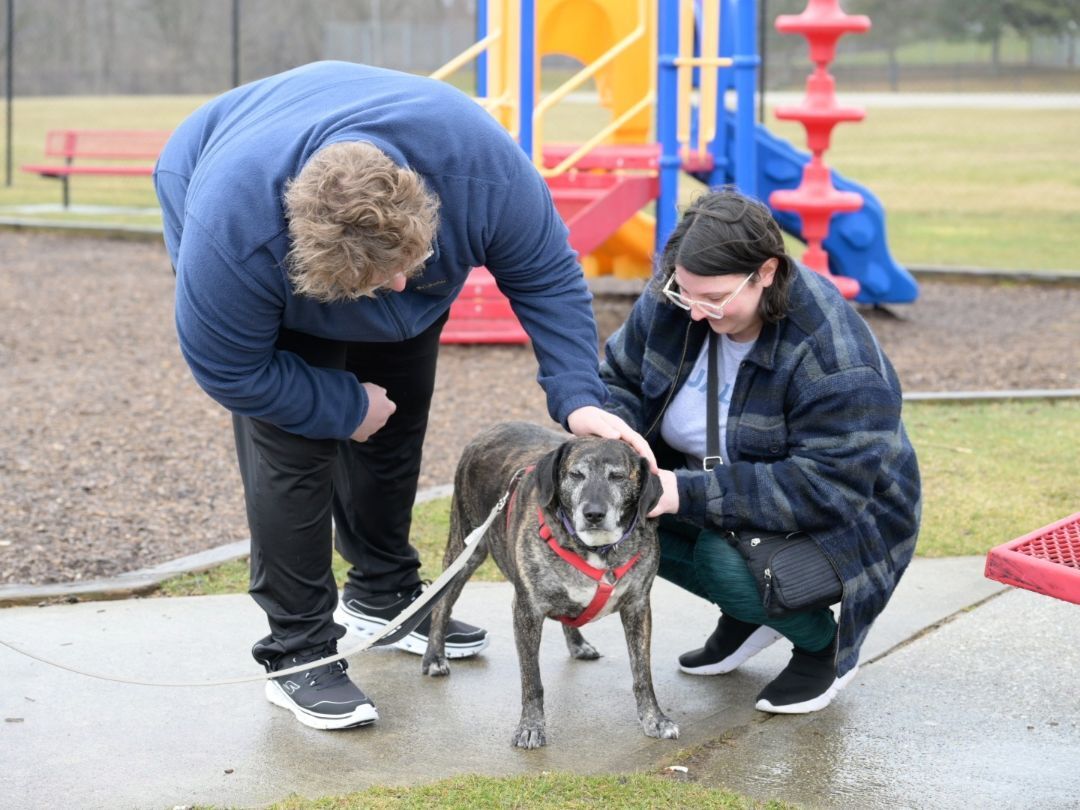 Jack, an adoptable Mixed Breed in Lapeer, MI, 48446 | Photo Image 3