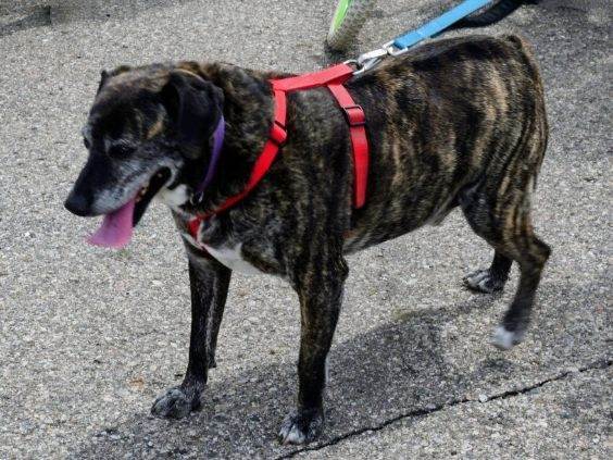 Jack, an adoptable Mixed Breed in Lapeer, MI, 48446 | Photo Image 1