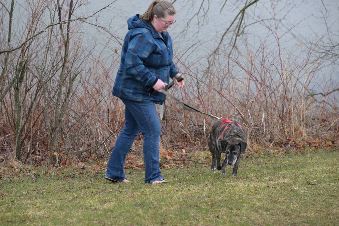 Jack, an adoptable Mixed Breed in Lapeer, MI, 48446 | Photo Image 4