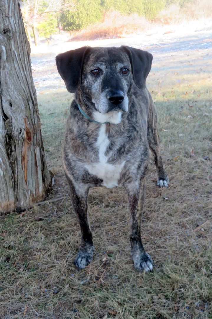 Jack, an adoptable Mixed Breed in Lapeer, MI, 48446 | Photo Image 5