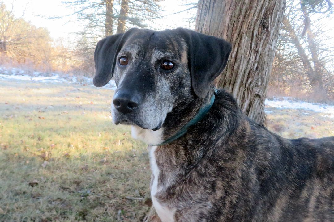 Jack, an adoptable Mixed Breed in Lapeer, MI, 48446 | Photo Image 6