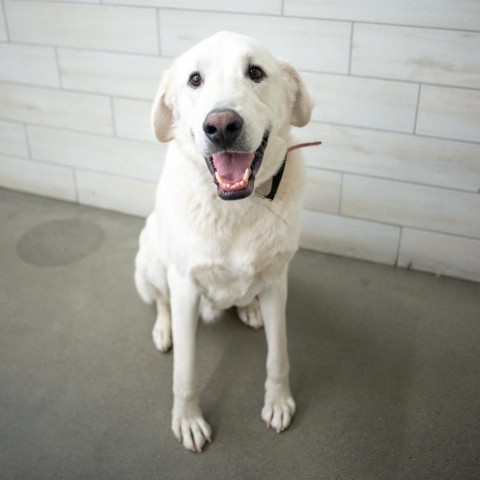 Nanuk aka Koda, an adoptable Great Pyrenees in West Jordan, UT, 84084 | Photo Image 1