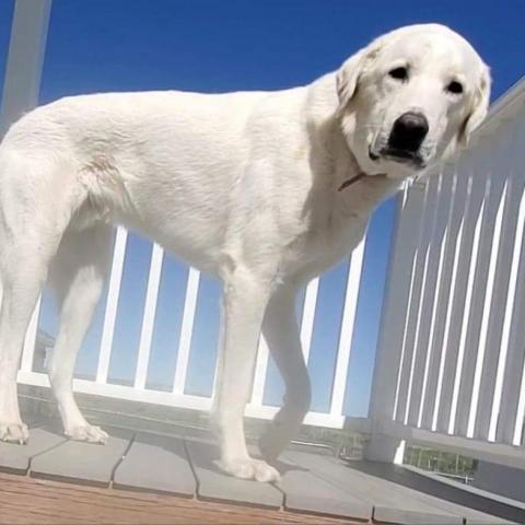 Nanuk aka Koda, an adoptable Great Pyrenees in West Jordan, UT, 84084 | Photo Image 2