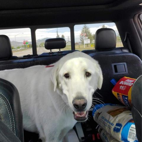 Nanuk aka Koda, an adoptable Great Pyrenees in West Jordan, UT, 84084 | Photo Image 2