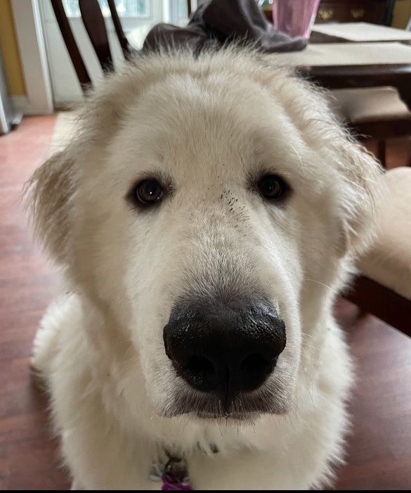 Casper, an adoptable Great Pyrenees in Pittsburgh, PA_image-1