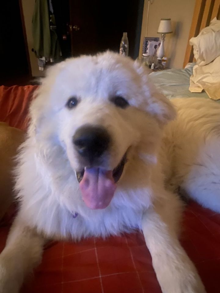 Casper, an adoptable Great Pyrenees in Pittsburgh, PA_image-3