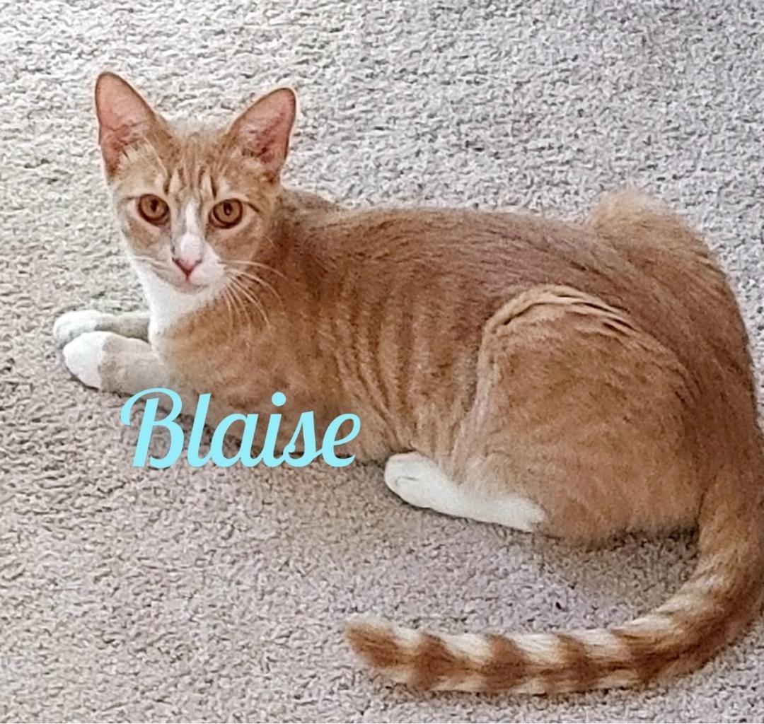 Blaise/mb, an adoptable Domestic Short Hair in White Bluff, TN, 37187 | Photo Image 1