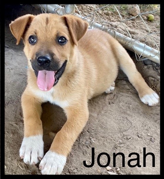 Jonah