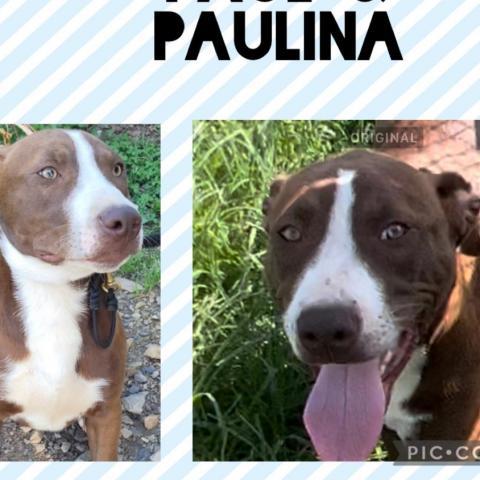 Pleasant Valley pup 4/Paulina