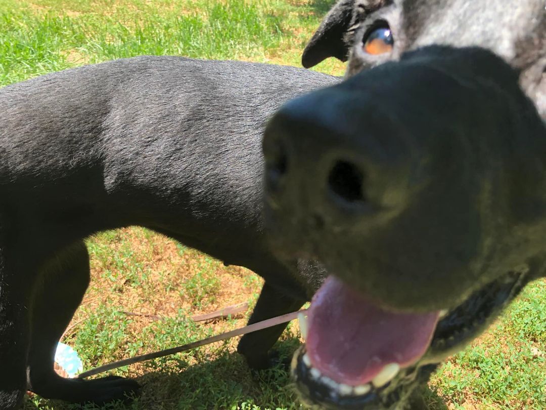 Nala, an adoptable Labrador Retriever, Shepherd in LOWELL, IN, 46356 | Photo Image 3
