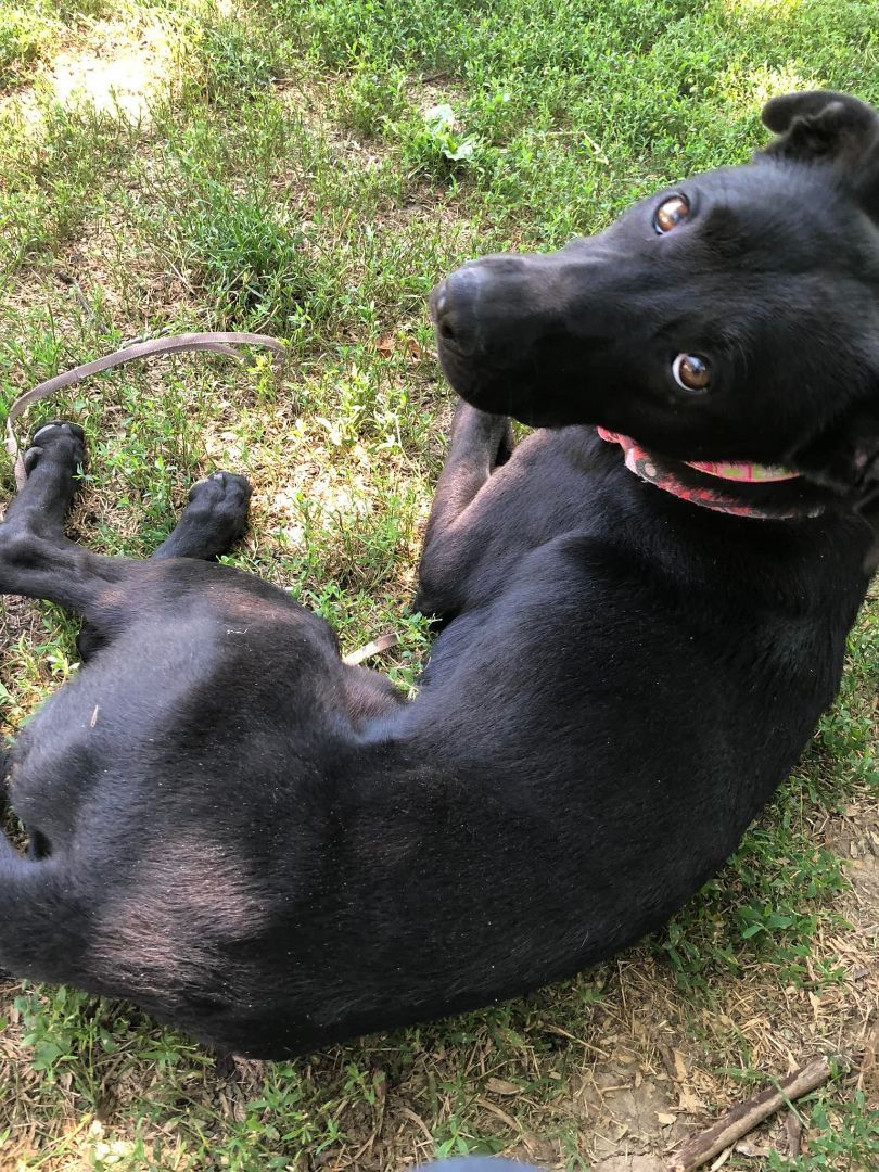 Nala, an adoptable Labrador Retriever, Shepherd in LOWELL, IN, 46356 | Photo Image 4