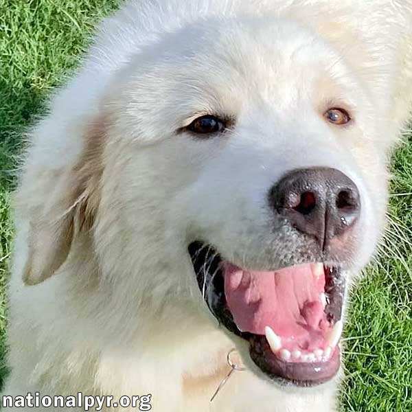 Bear in AL - Extremely Affectionate Boy!