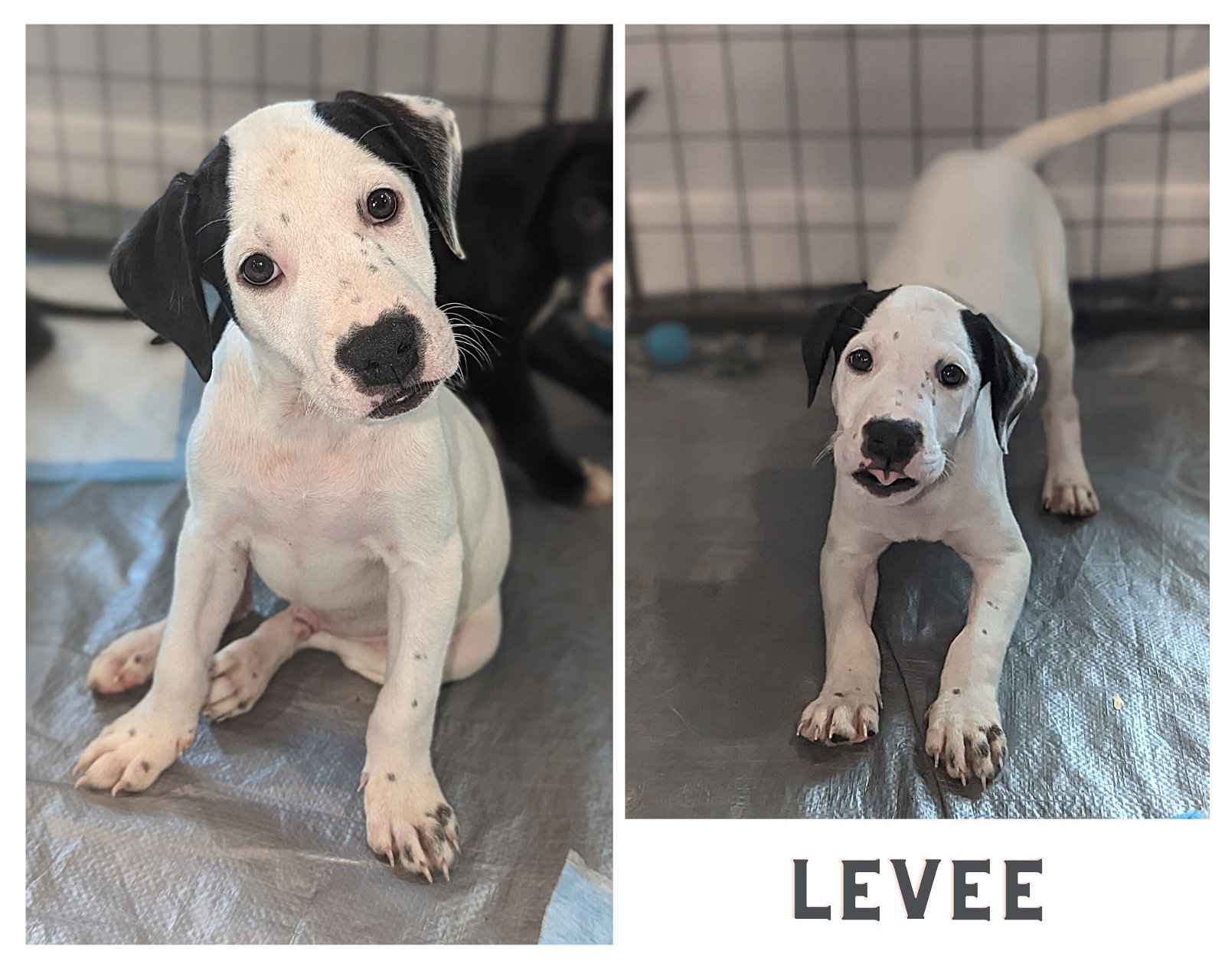 Levee - Available!