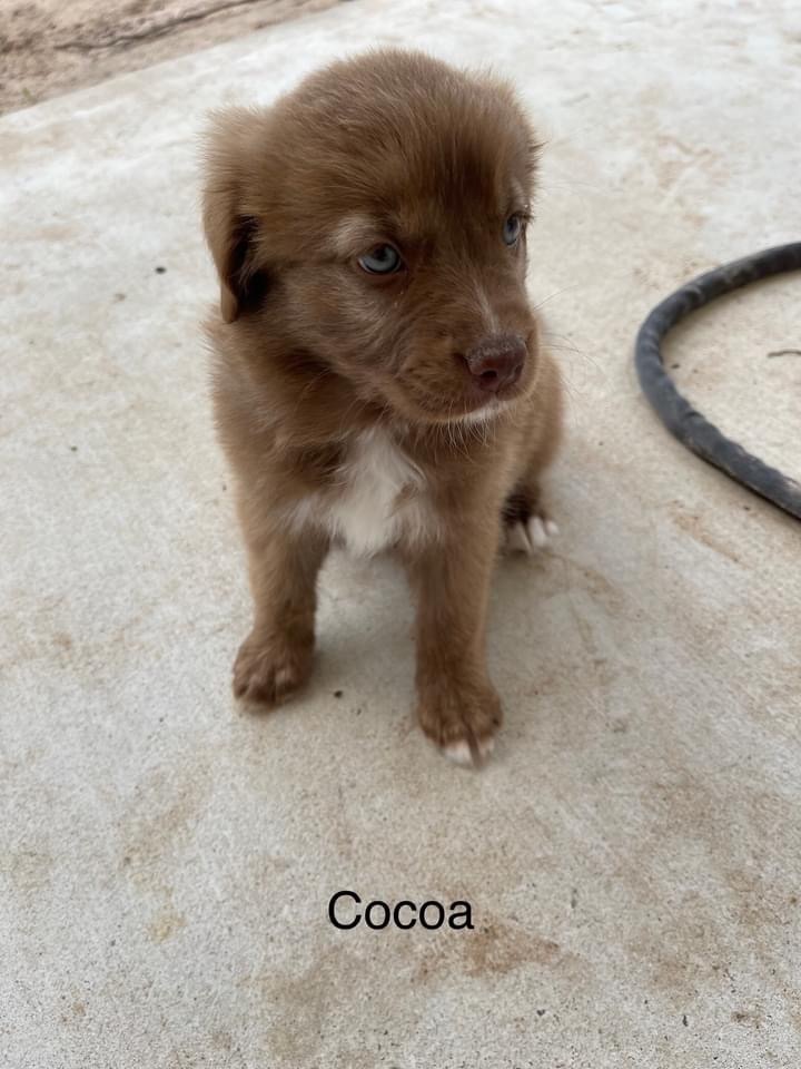 Cocoa