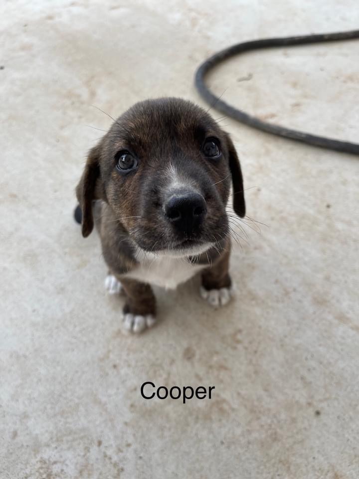 Cooper