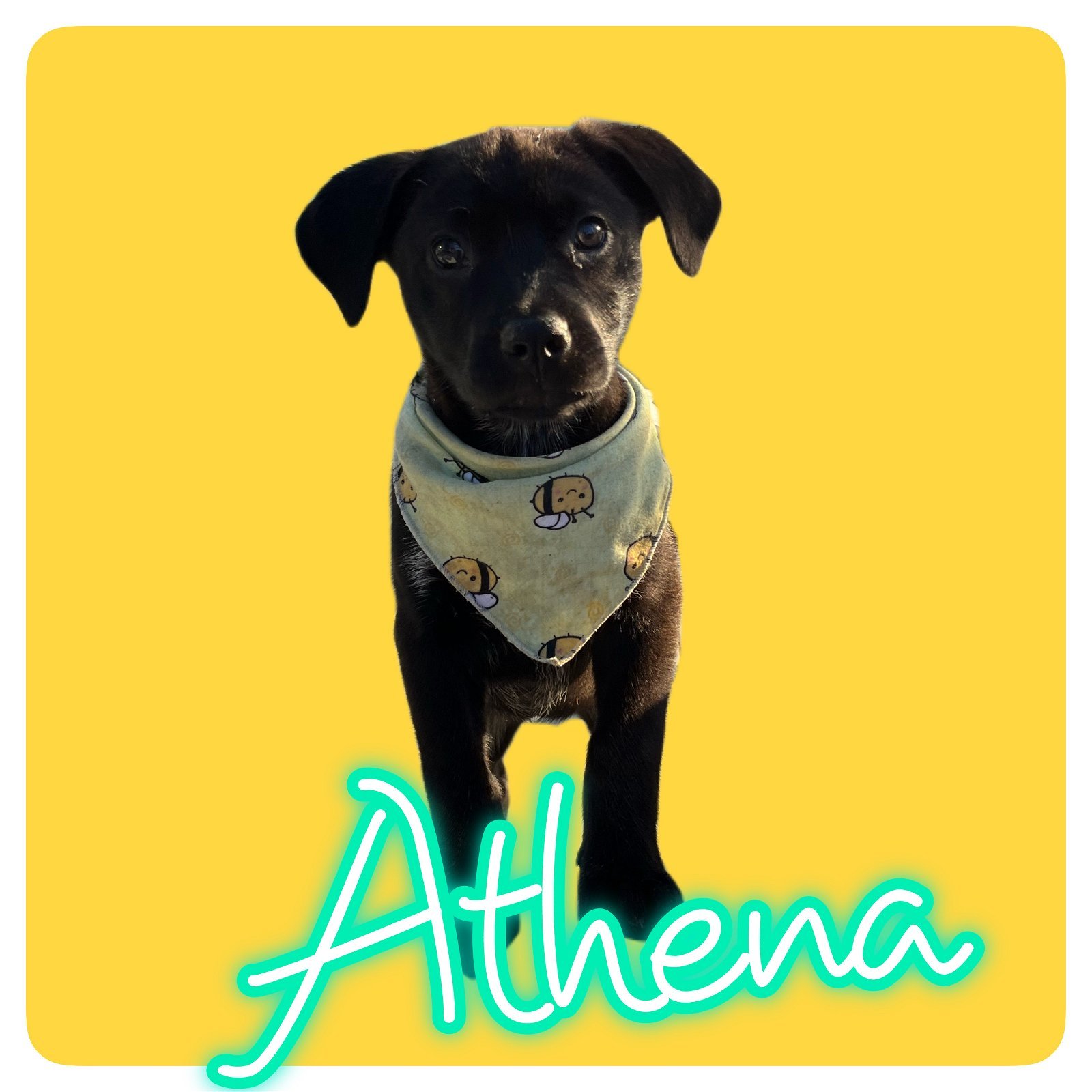 Athena