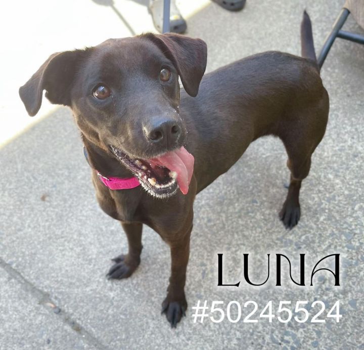 Luna , an adoptable Black Labrador Retriever Mix in Wilkes Barre, PA_image-1