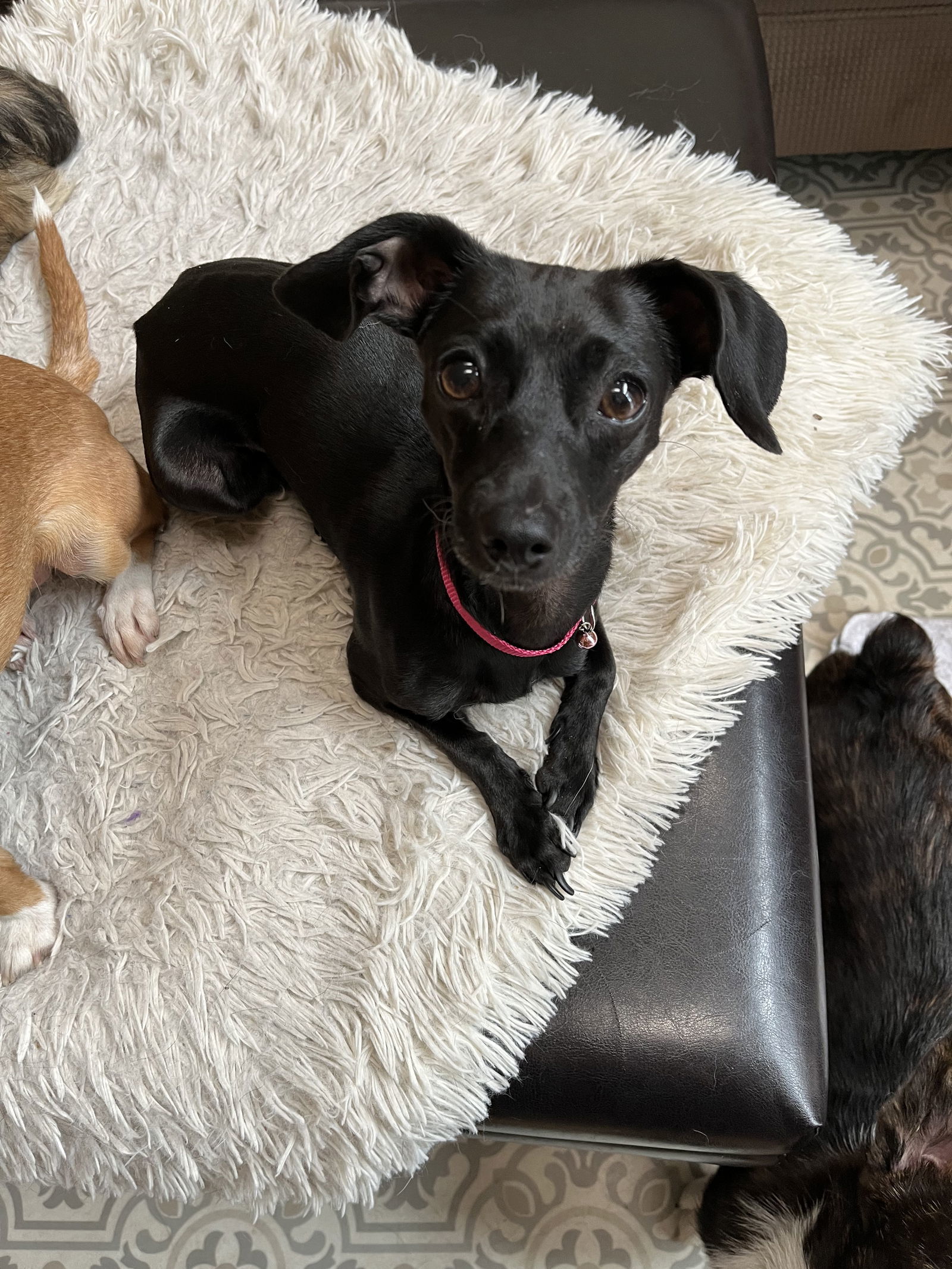 Bella, an adoptable Chihuahua, Dachshund in Denver, CO, 80224 | Photo Image 1