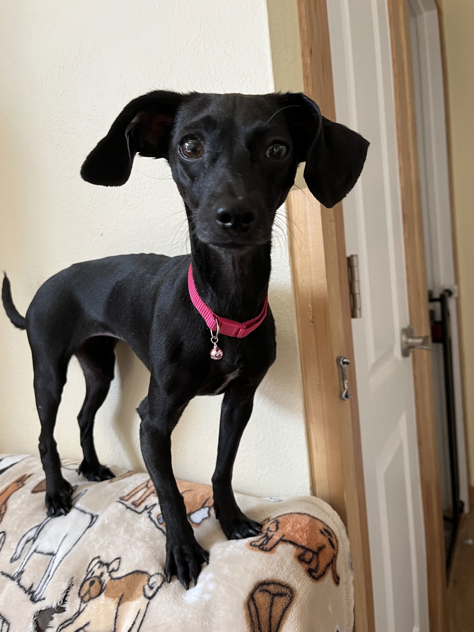 Bella, an adoptable Chihuahua, Dachshund in Denver, CO, 80224 | Photo Image 2