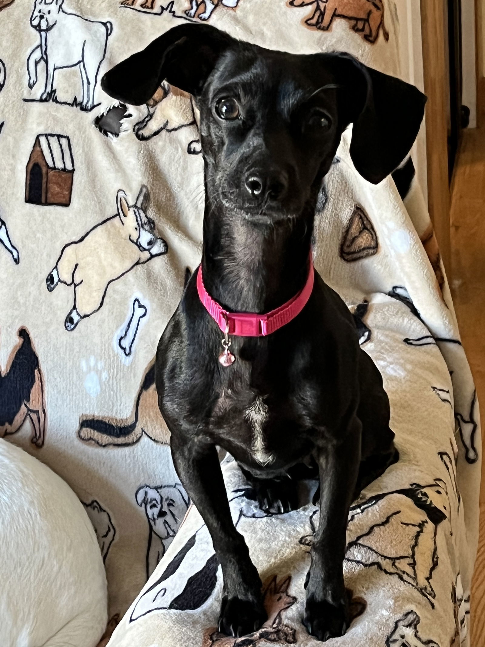 Bella, an adoptable Chihuahua, Dachshund in Denver, CO, 80224 | Photo Image 3