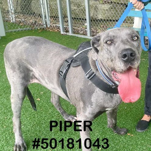 Piper , an adoptable Great Dane Mix in Wilkes Barre, PA_image-1
