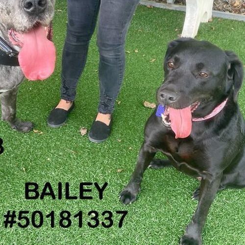 Bailey, an adoptable Labrador Retriever Mix in Wilkes Barre, PA_image-1
