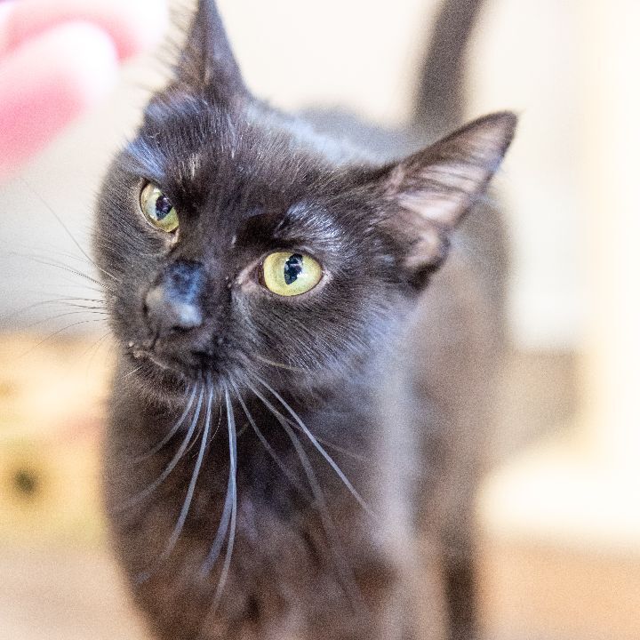 Himalia, an adoptable Domestic Short Hair in Naperville, IL_image-3