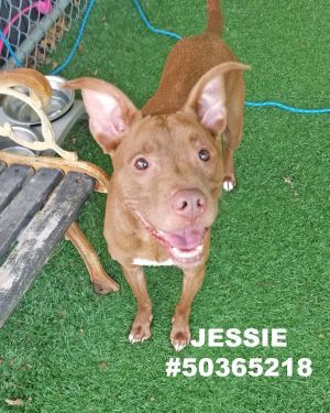 Jessie