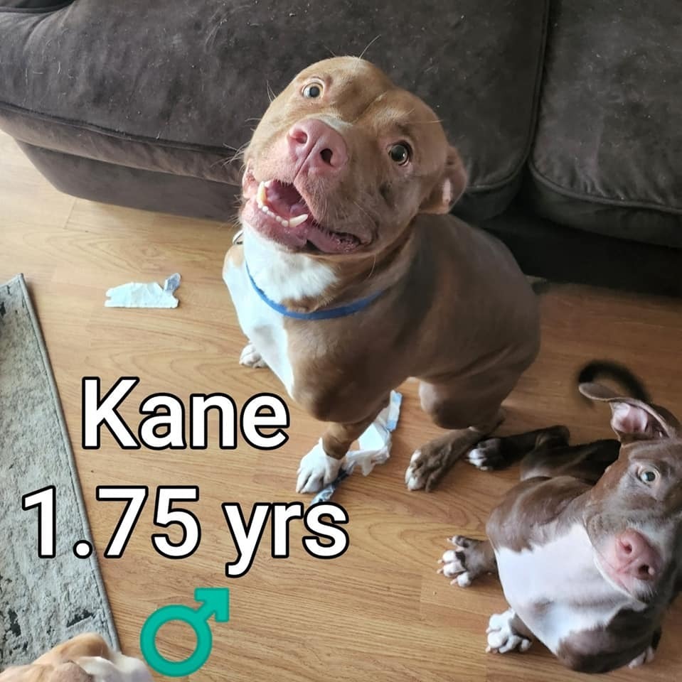 Kane