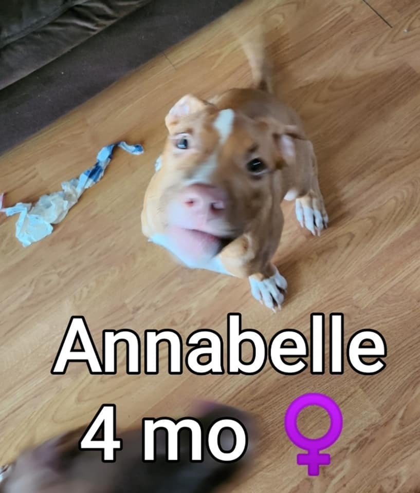 Annabelle