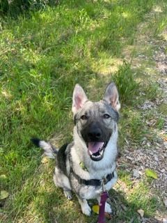 Sadie, an adoptable German Shepherd Dog & Norwegian Elkhound Mix in Bellingham, WA_image-3