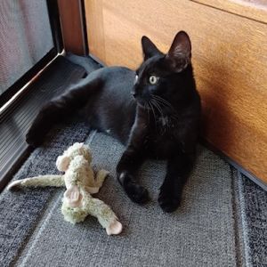 Hi Im Lolito I was rescued by my foster mom when I was just a kitten when she realized that