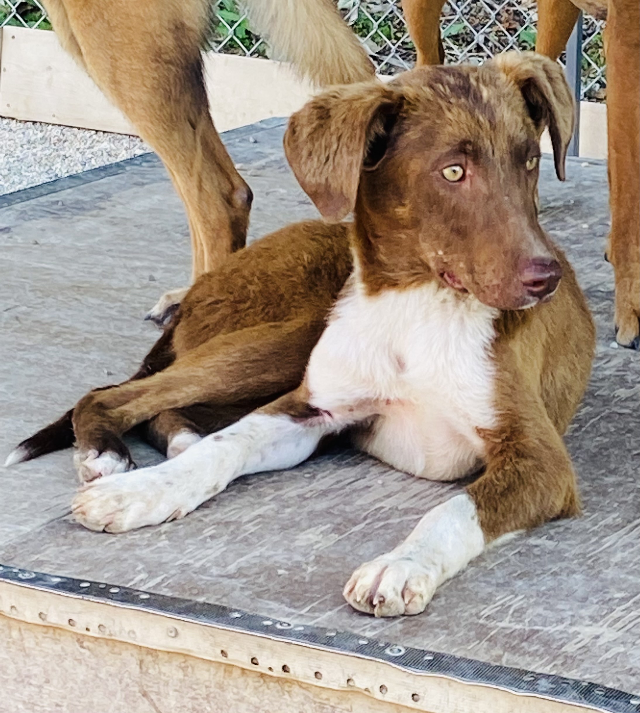 Pablo ***KOSOVO PUPPY***