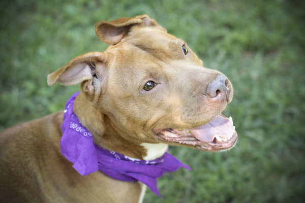 Simone, an adoptable Pit Bull Terrier in Versailles, KY, 40383 | Photo Image 1