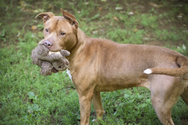 Simone, an adoptable Pit Bull Terrier in Versailles, KY, 40383 | Photo Image 2